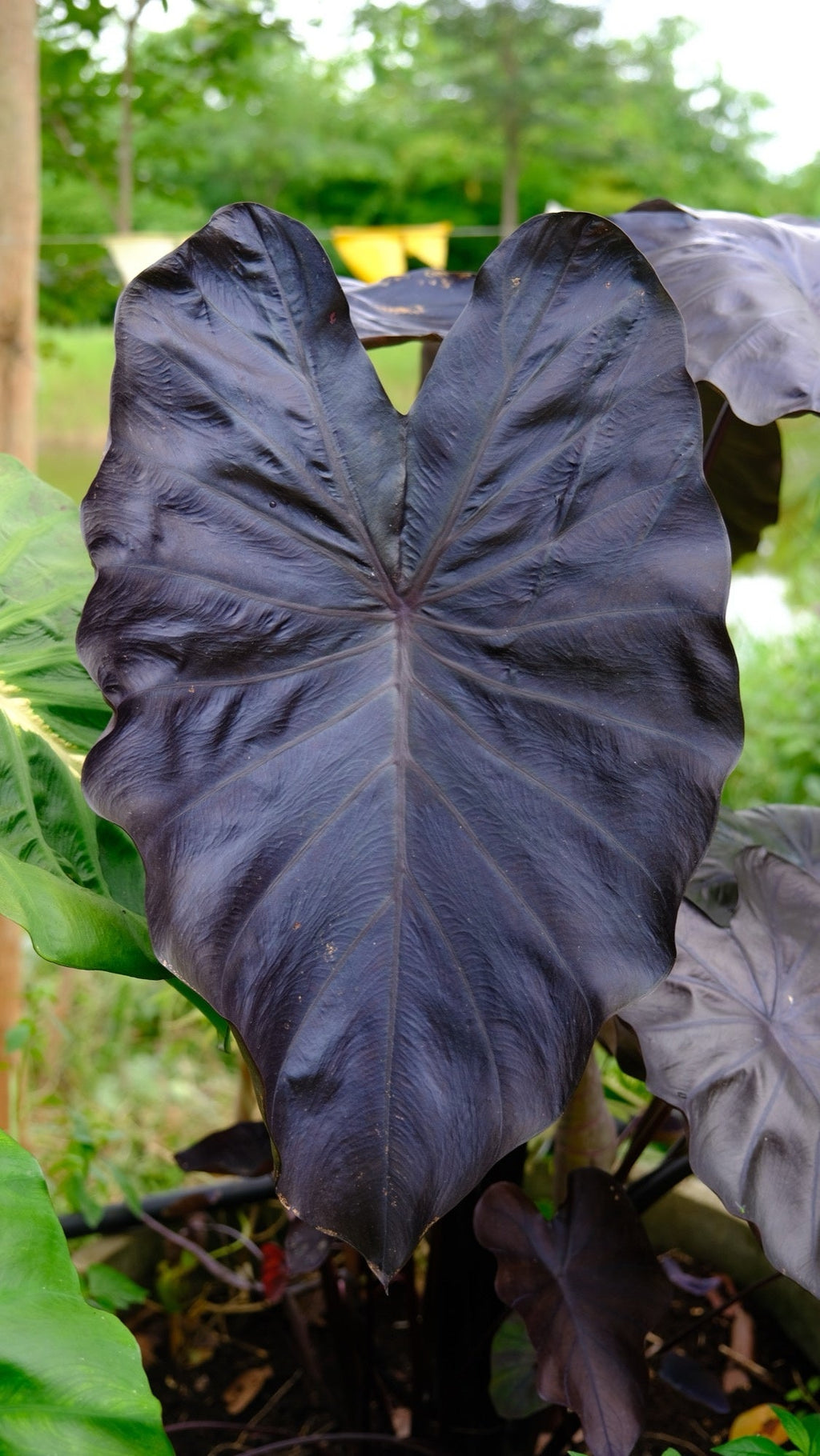 Colocasia rubra 'Black Coral'