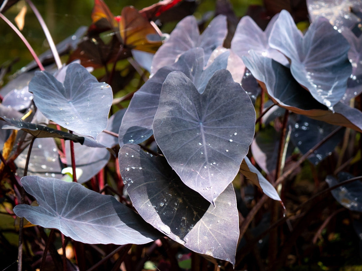 Colocasia rubra 'Black Coral'