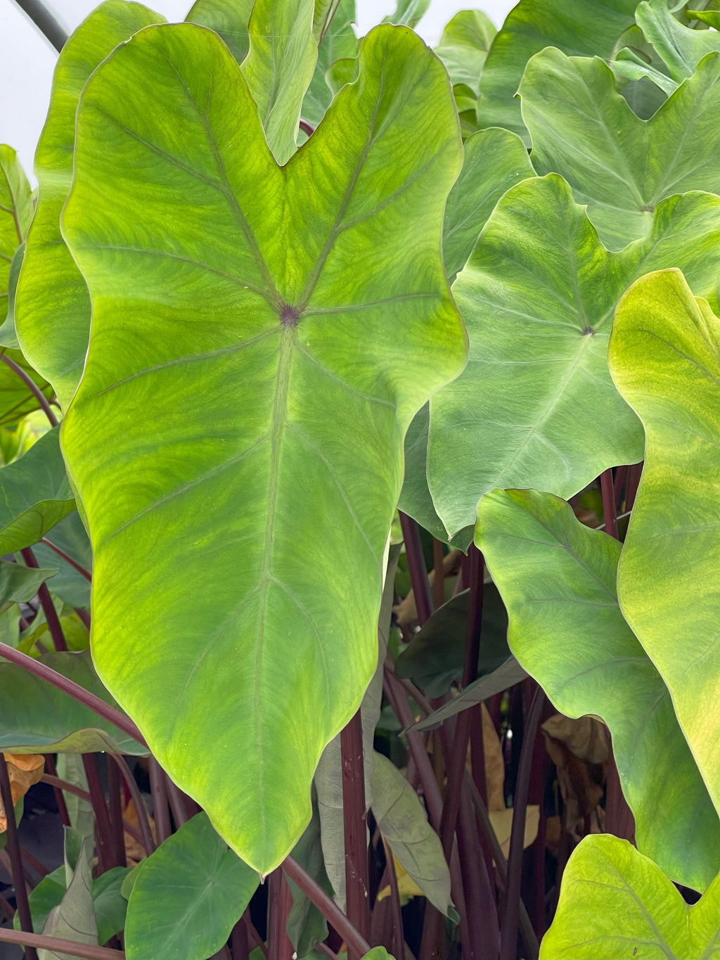 Colocasia 'Red-eyed Gecko'