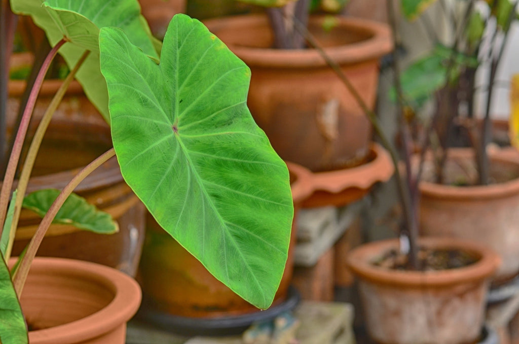 Colocasia 'Maui Gold'