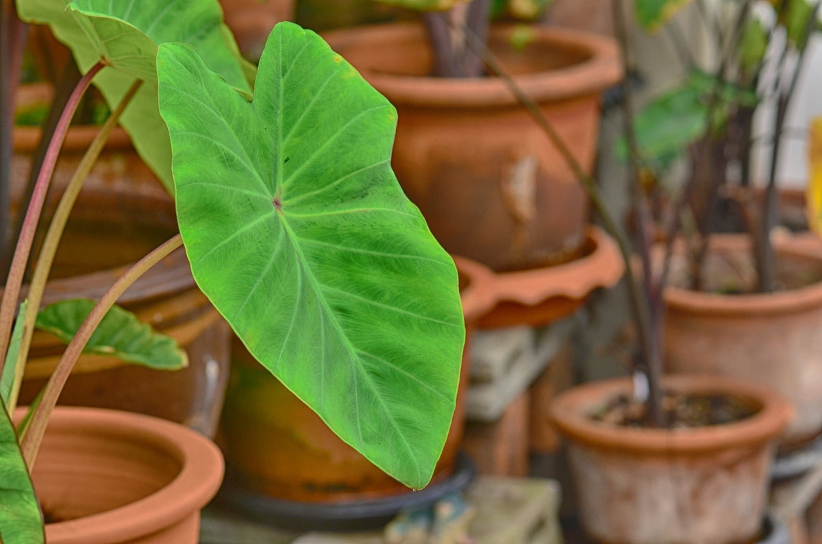 Colocasia 'Maui Gold'