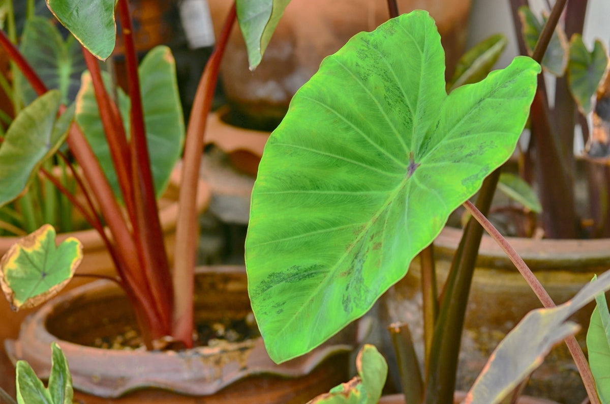 Colocasia 'Maui Gold'