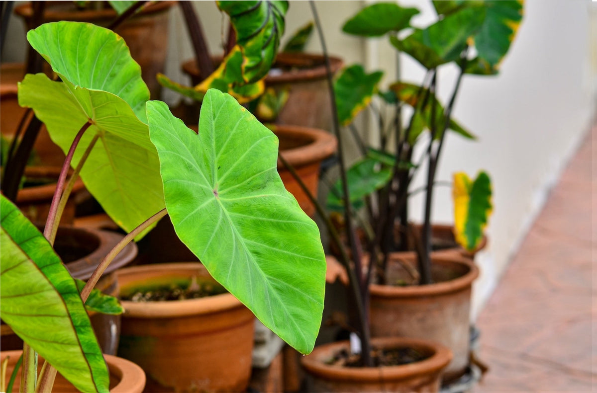 Colocasia 'Maui Gold'