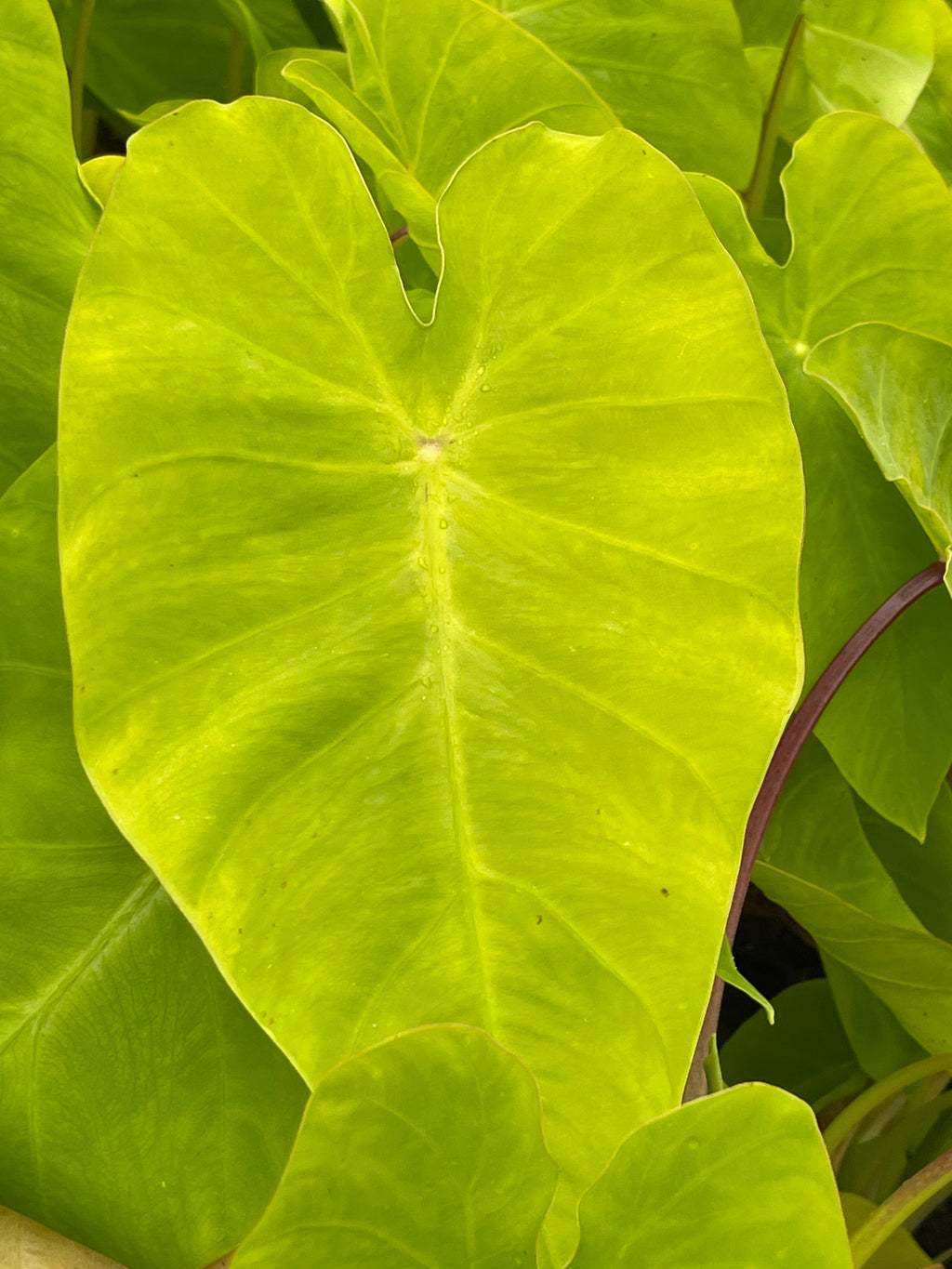 Colocasia 'Maui Gold'