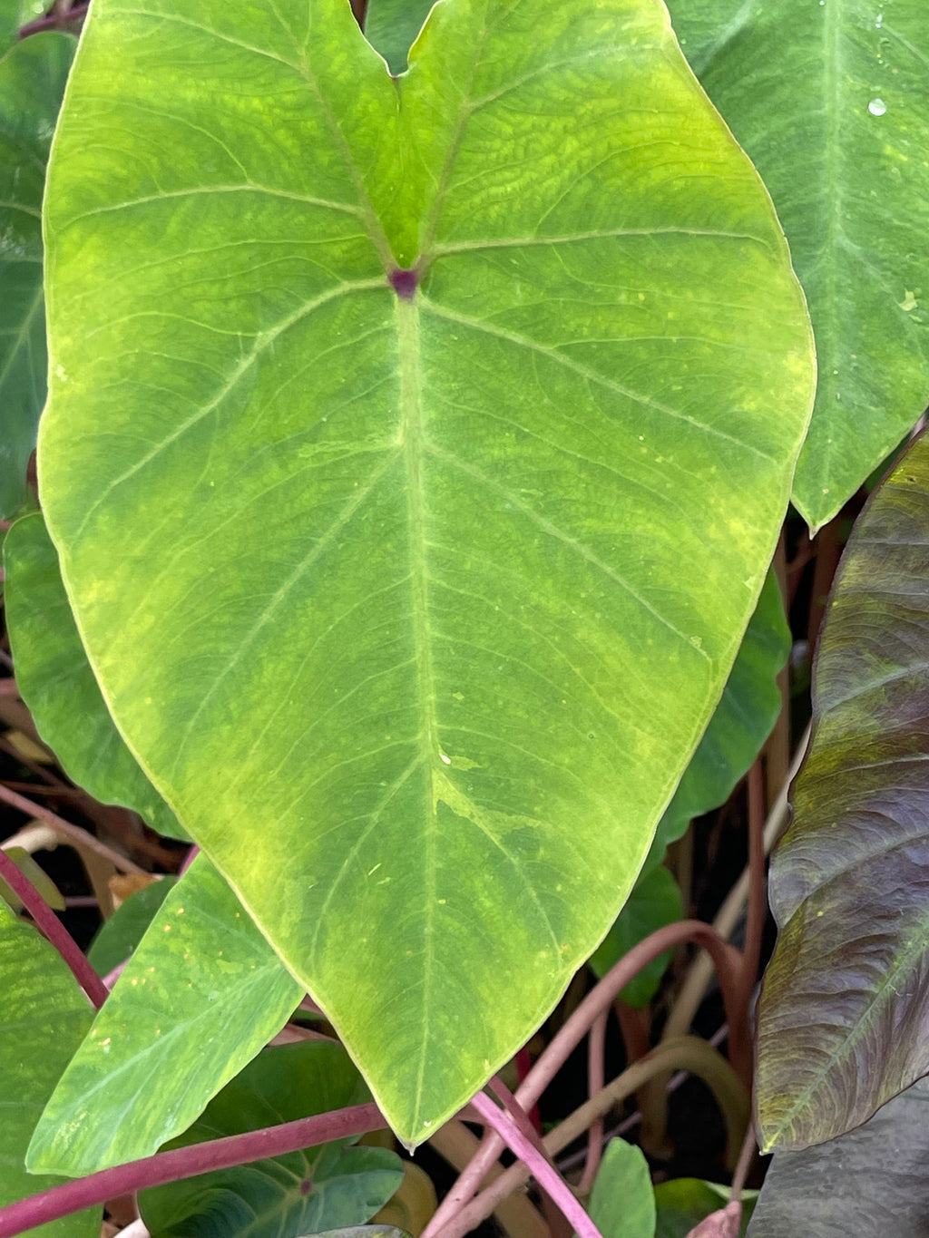 Colocasia 'Pink China'