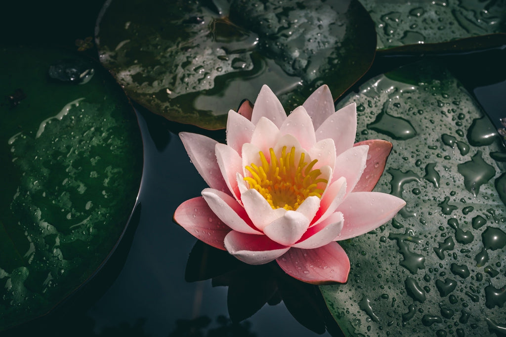 Nymphaea 'Colorado'