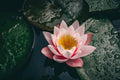 Nymphaea 'Colorado'