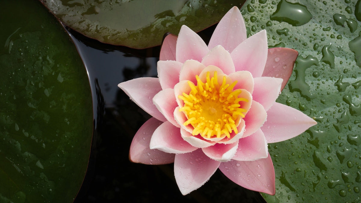 Nymphaea 'Colorado'
