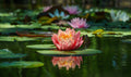 Nymphaea 'Comanche'