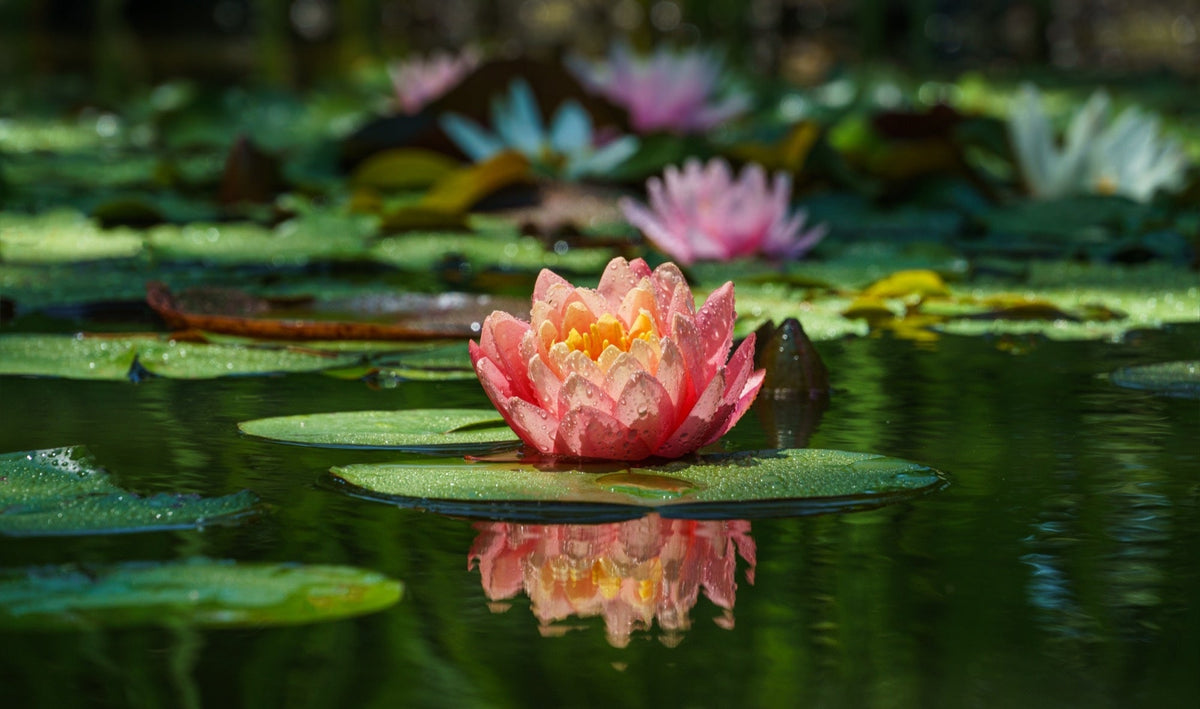 Nymphaea 'Comanche'