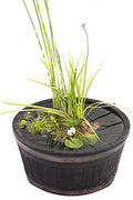 Complete Patio Pond Set - Dwarf Lily - 3 Marginal Plants - Pots and Compost - Just Pot up and add Water BAR001