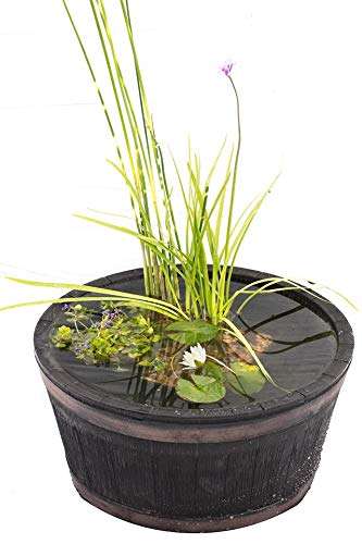 Complete Patio Pond Set - Dwarf Lily - 3 Marginal Plants - Pots and Compost - Just Pot up and add Water BAR001