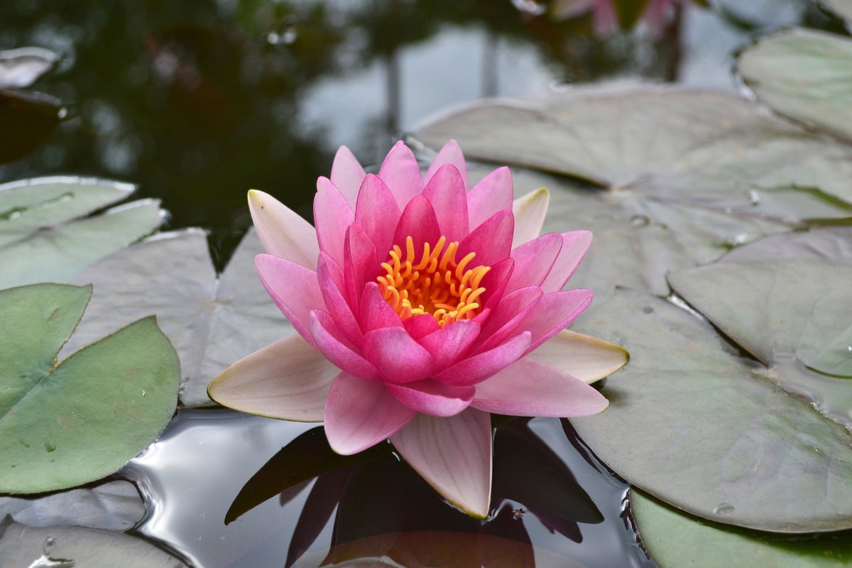 Nymphaea 'Conqueror'