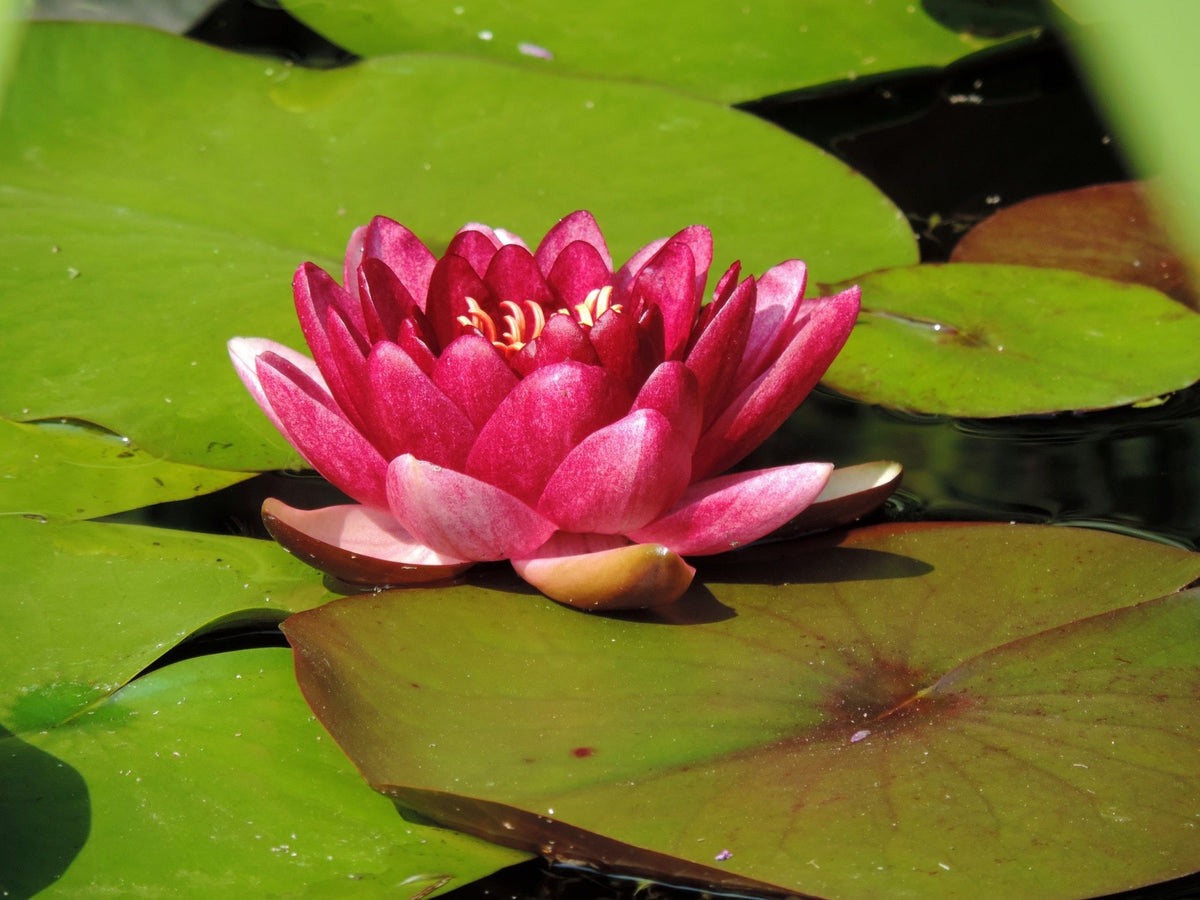 Nymphaea 'Conqueror'