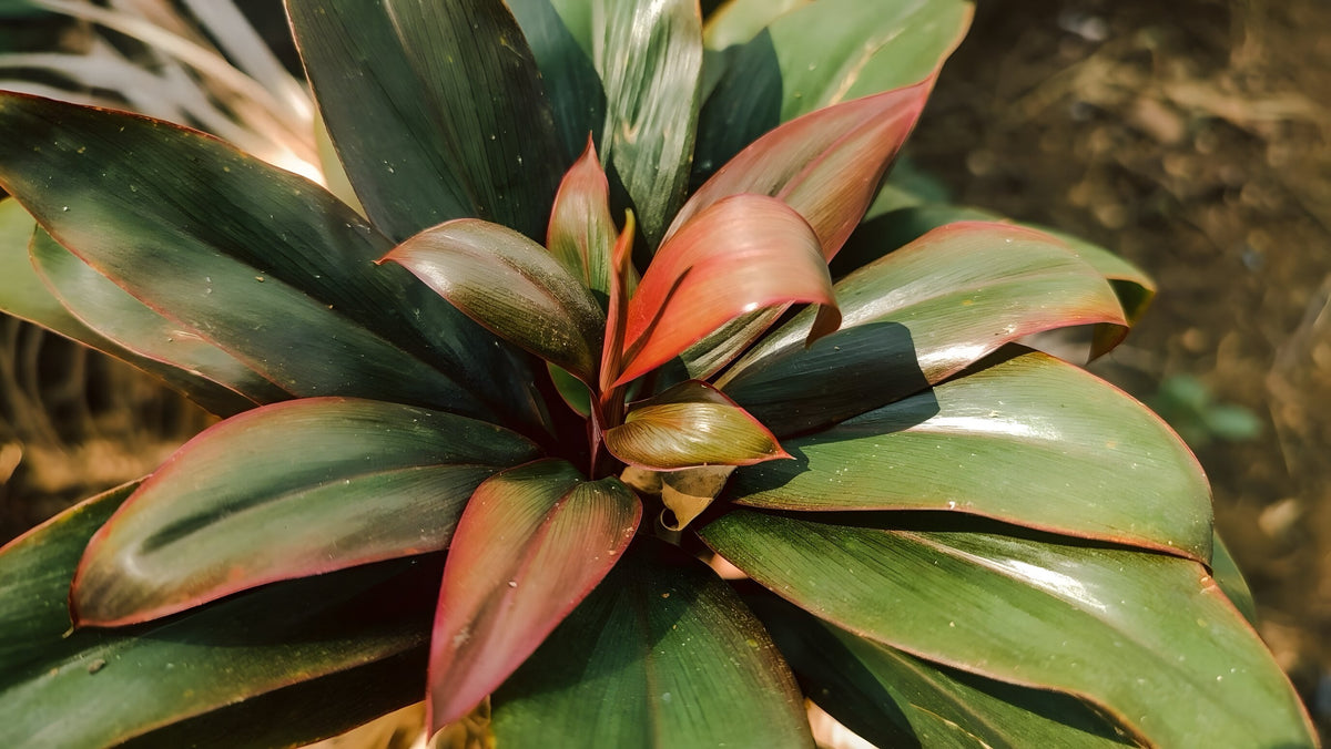 Cordyline 'Compacta'