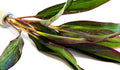 Cordyline 'Red edge'