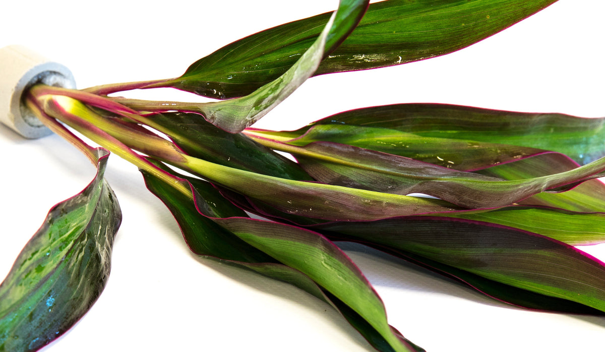 Cordyline 'Red edge'