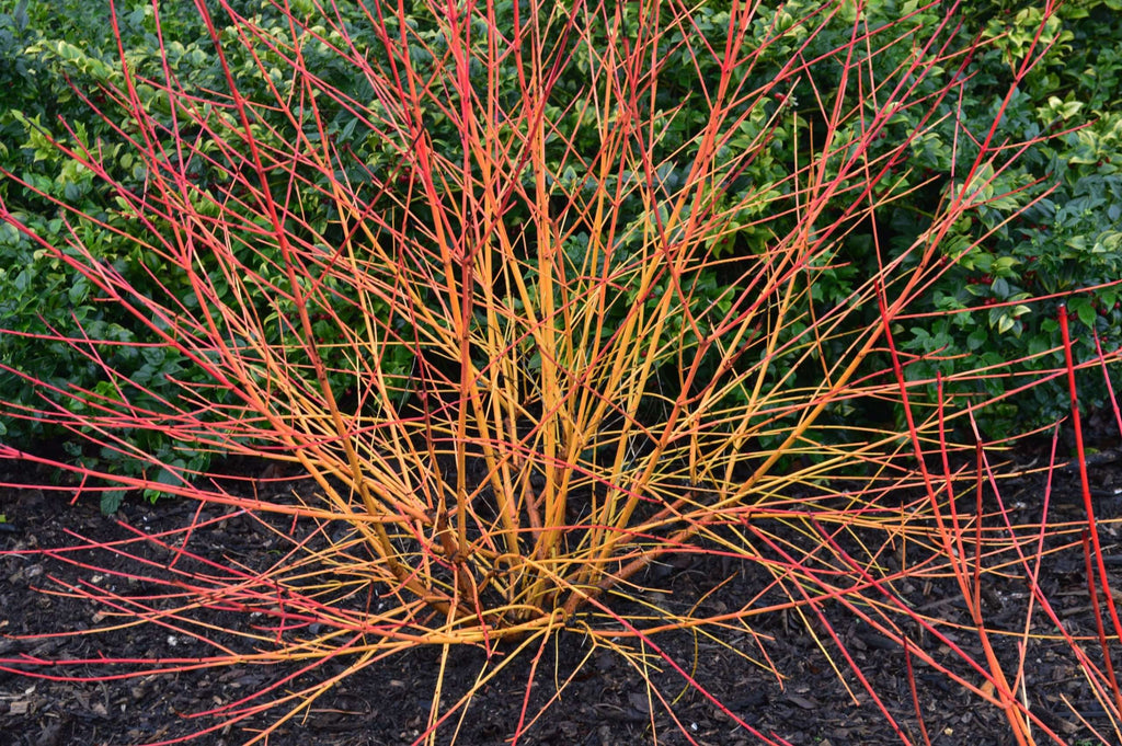 Cornus sanguinea