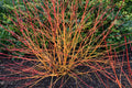 Cornus sanguinea