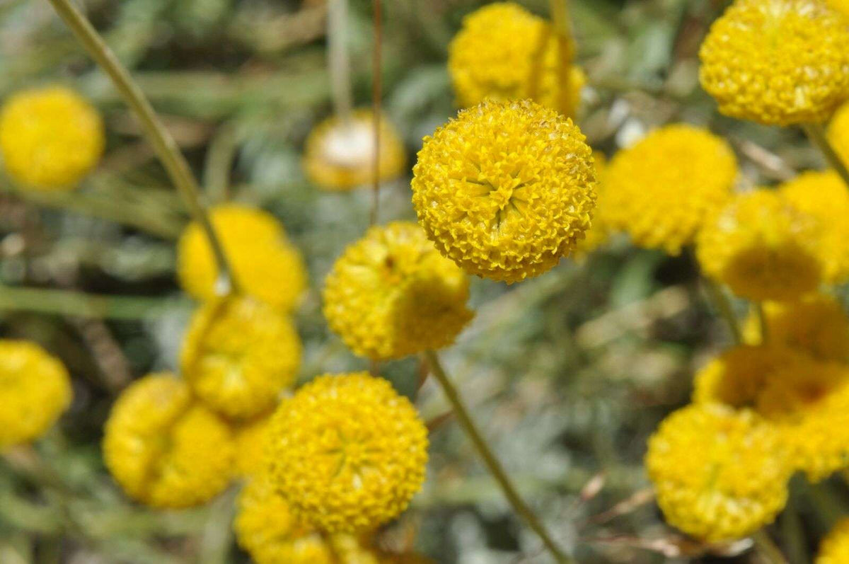 Cotula coronopifolia