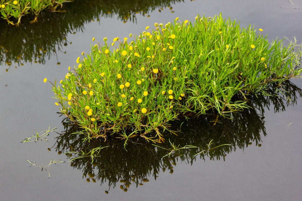 Cotula coronopifolia