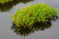 Cotula coronopifolia