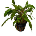 Cryptocoryne wendtii 'Green'