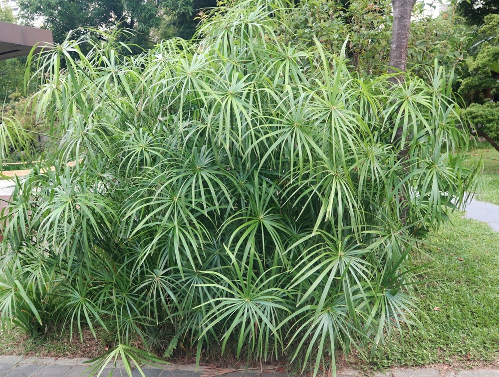 Cyperus alternifolius fuscus