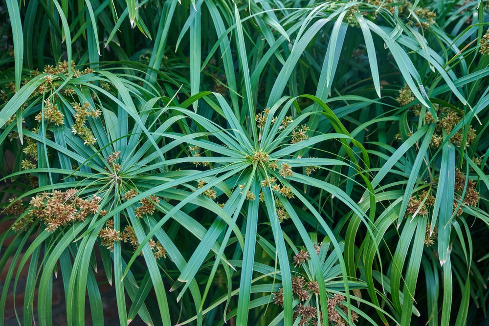 Cyperus alternifolius fuscus