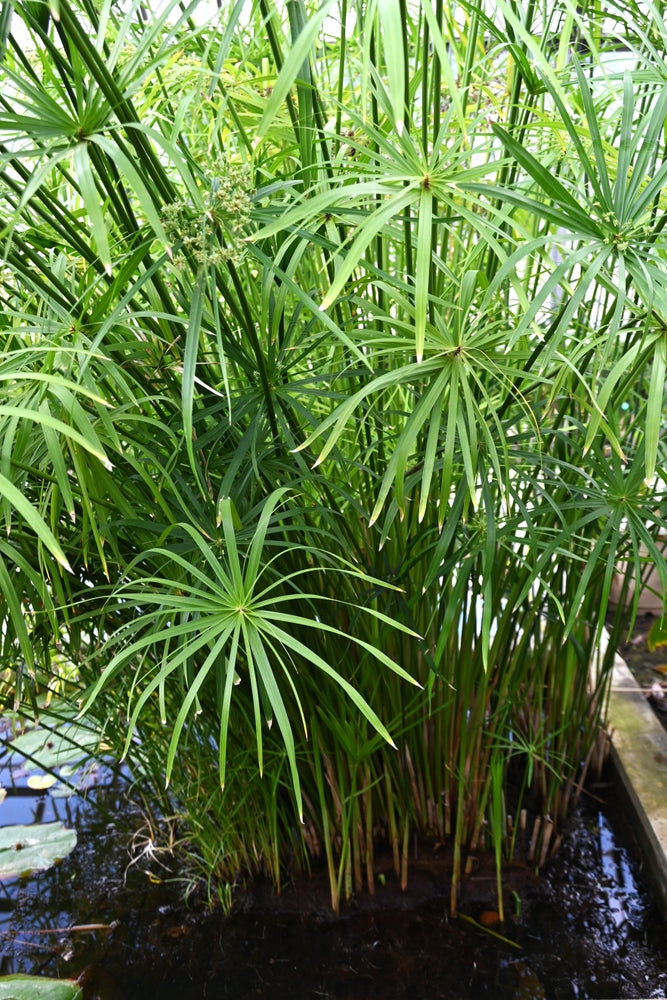 Cyperus alternifolius fuscus