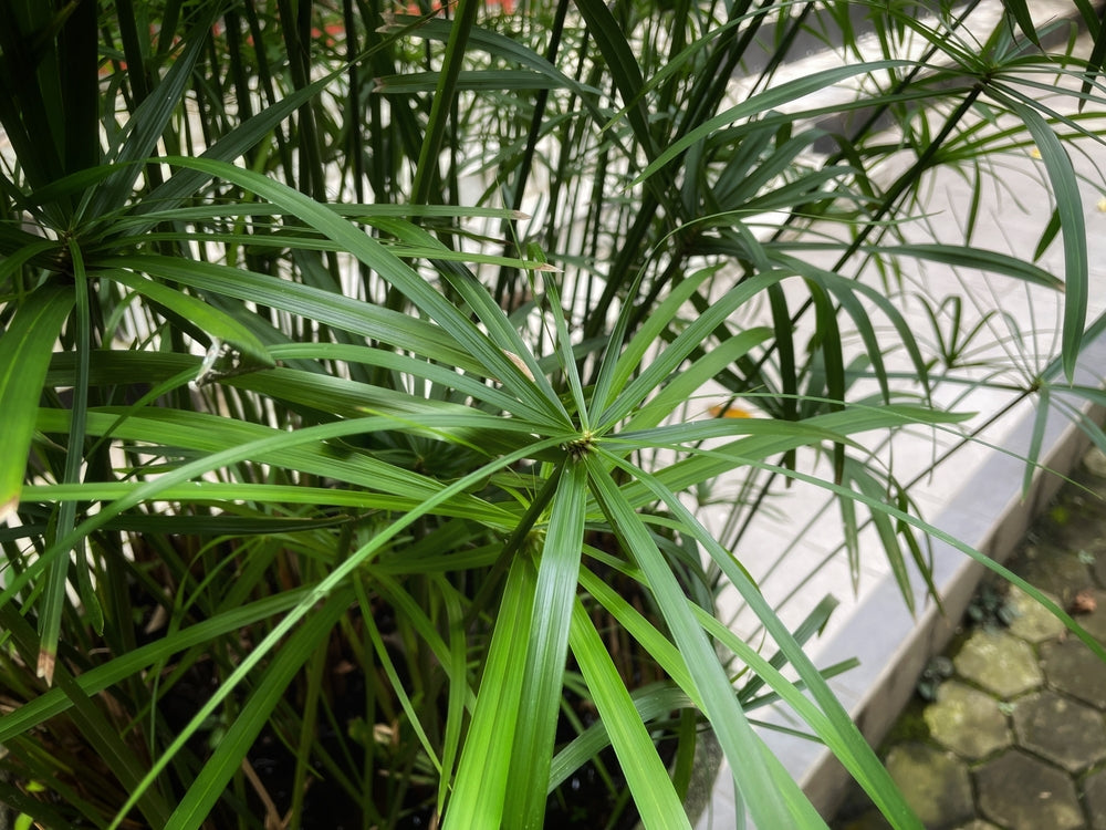 Cyperus alternifolius fuscus