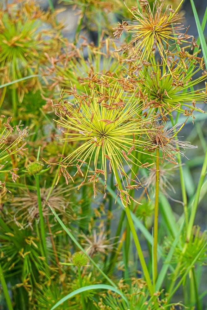 Cyperus haspan viviparus
