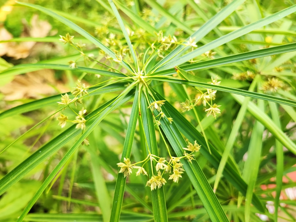 Cyperus haspan viviparus