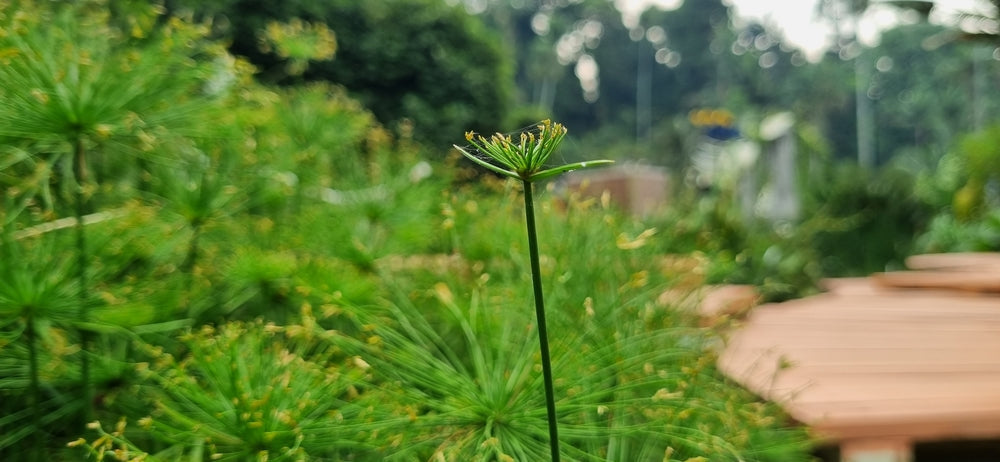 Cyperus haspan viviparus
