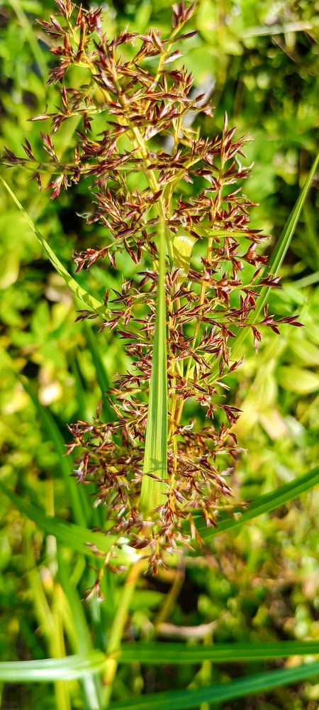 Cyperus longus