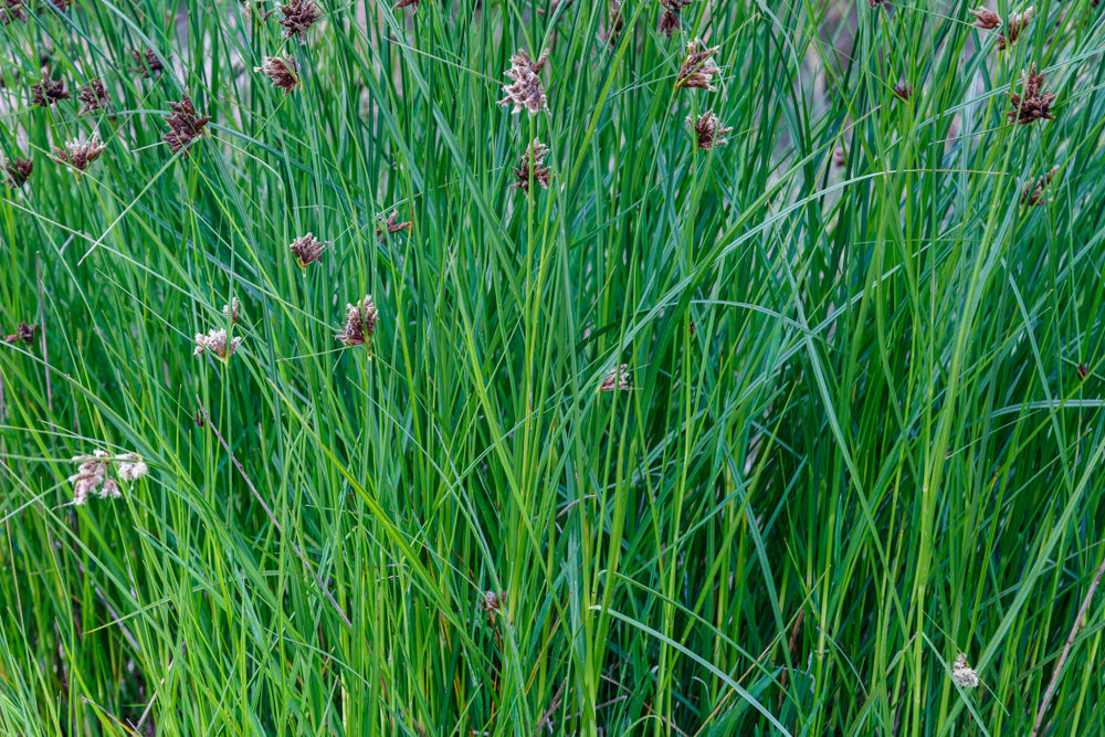 Cyperus longus