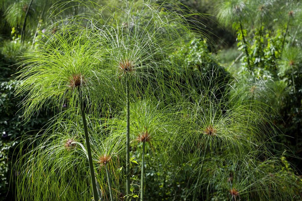 Cyperus papyrus