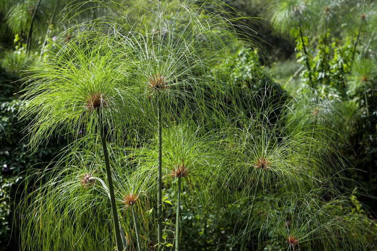 Cyperus papyrus