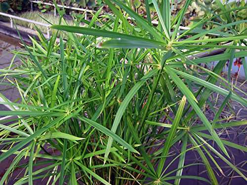 Cyperus alternifolius involucratus