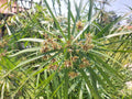 Cyperus alternifolius involucratus