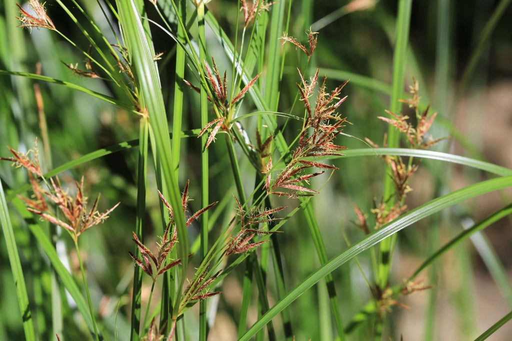 Cyperus longus