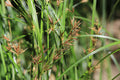 Cyperus longus