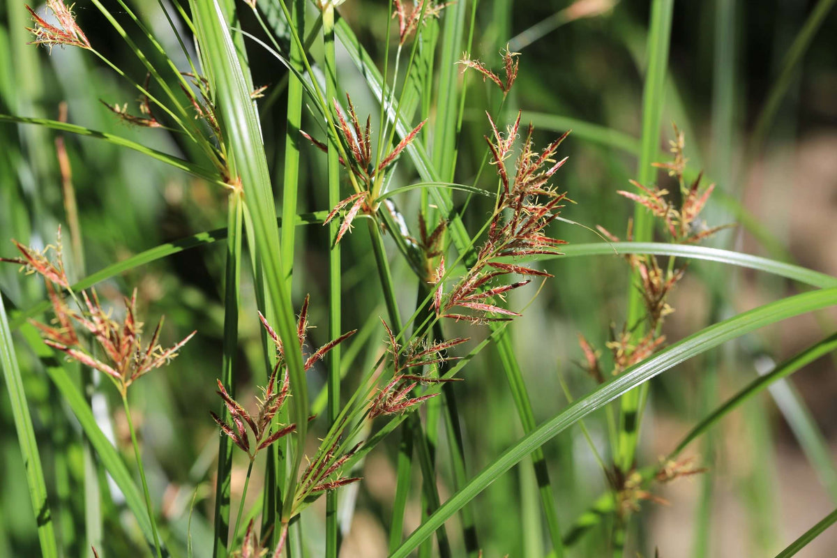 Cyperus longus