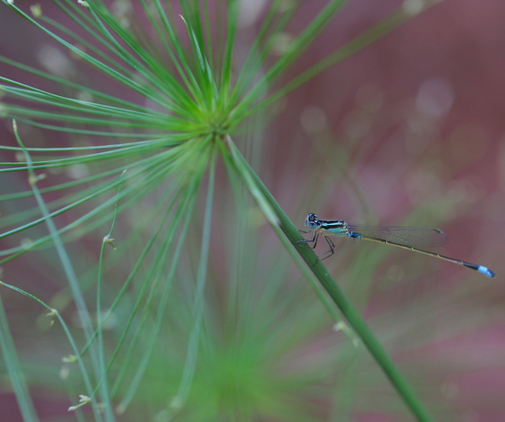 Cyperus haspan viviparus