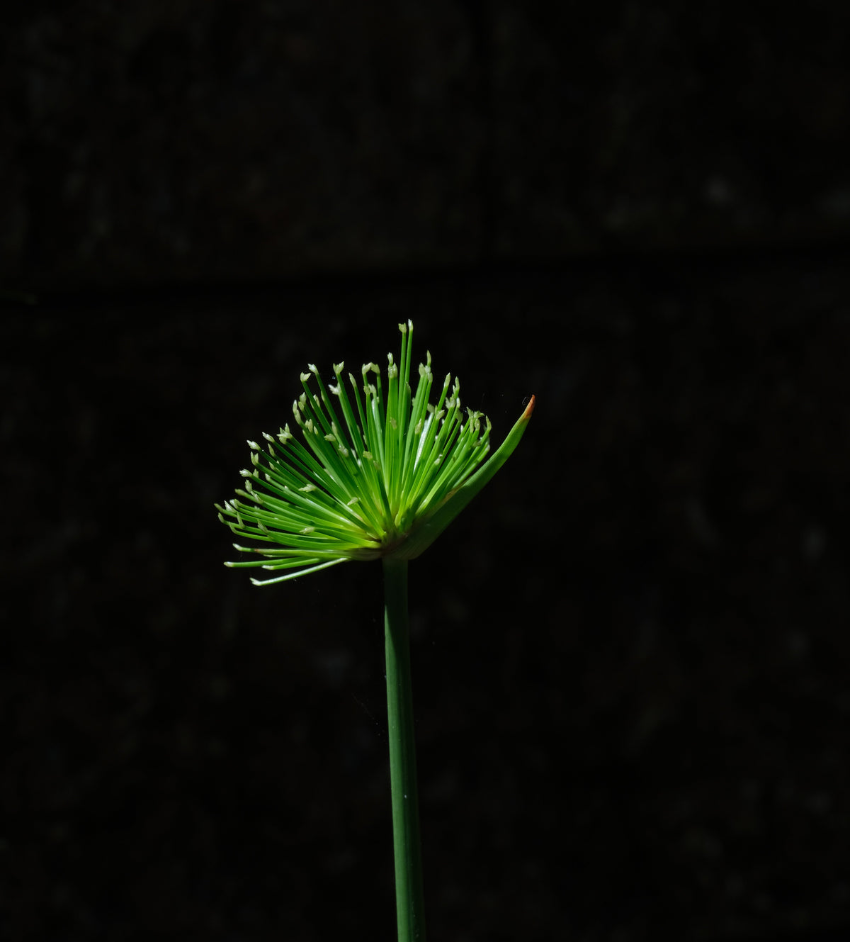 Cyperus haspan viviparus