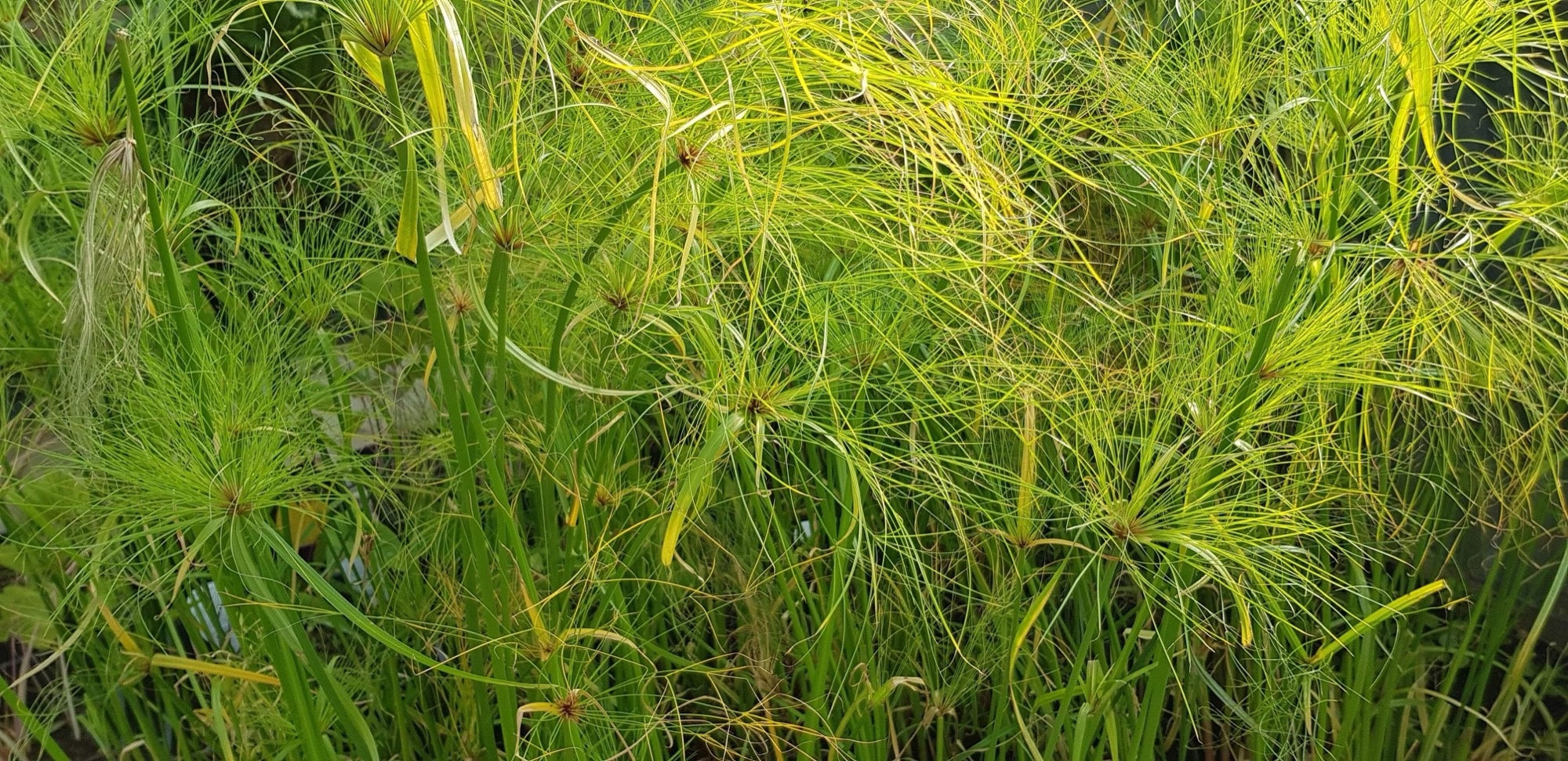 Cyperus percamenthus 'King Tut'