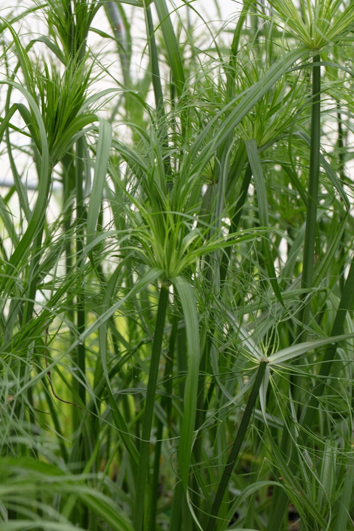 Cyperus percamenthus 'King Tut'