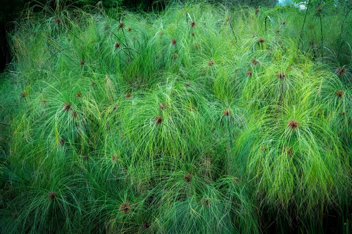 Cyperus papyrus