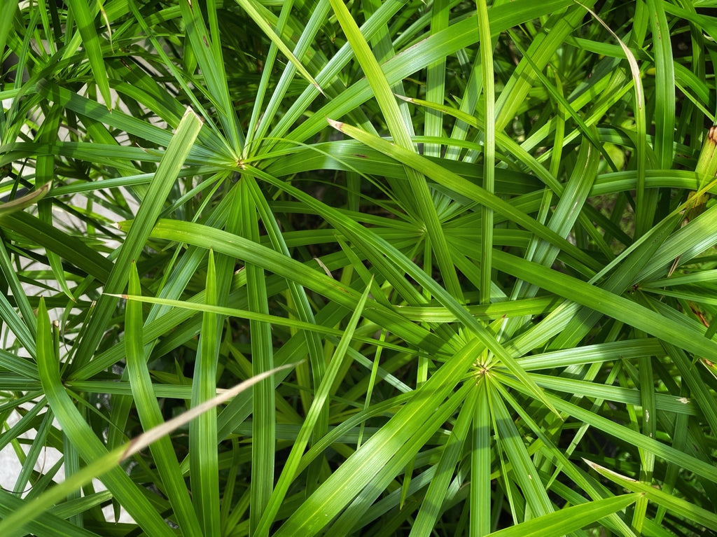 Cyperus papyrus