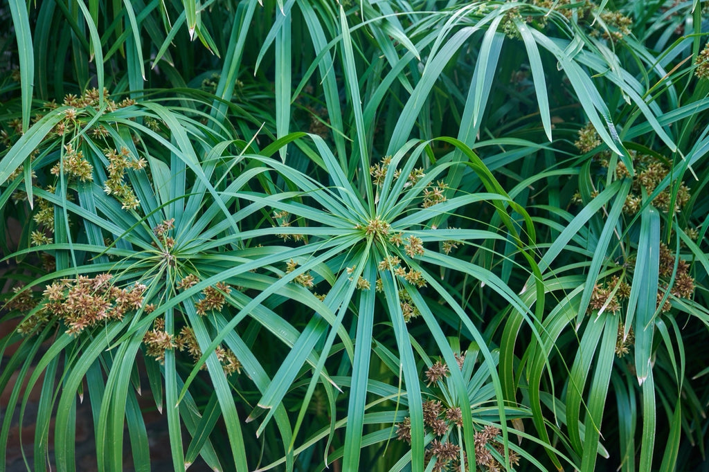 Cyperus papyrus